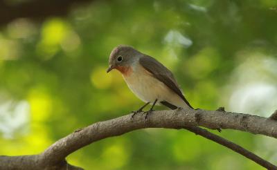 Red breasted Flycatcher