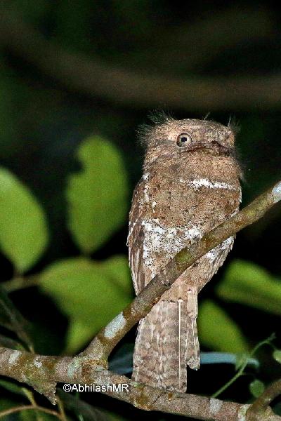 Sri Lanka Frogmouth