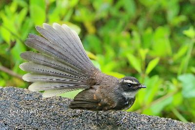White spotted Fantail