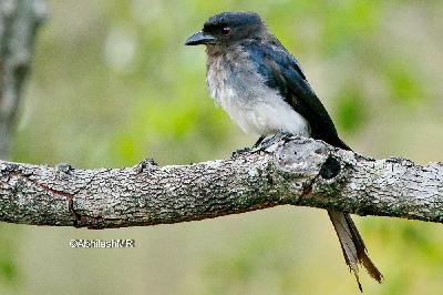 White bellied Drongo