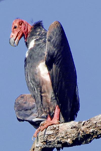 Red headed Vulture