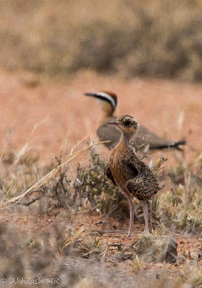 Indian Courser