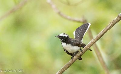 White browed Fantail