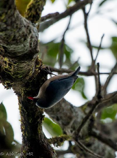 Velvet fronted Nuthatch