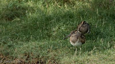 Greater Painted snipe