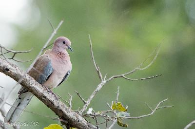Laughing Dove