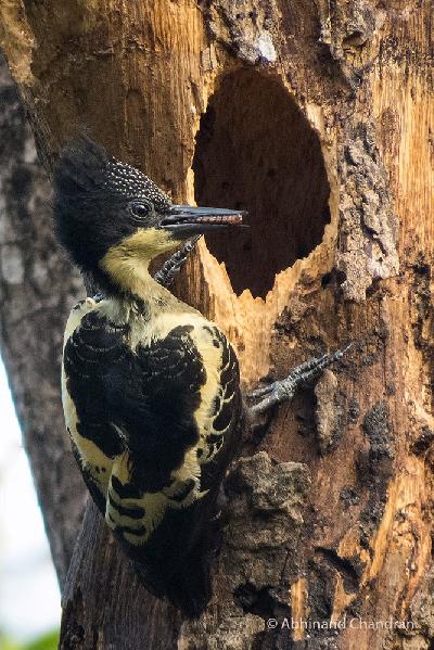 Heart spotted Woodpecker