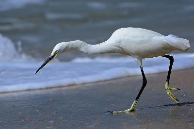 Western Reef Egret