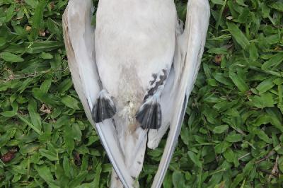 White tailed Tropicbird