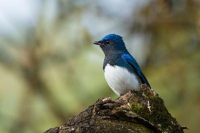Blue and White Flycatcher