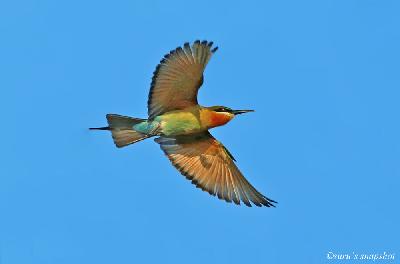Blue tailed Bee eater