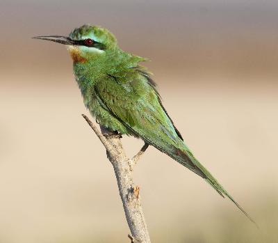 Blue cheeked Bee eater