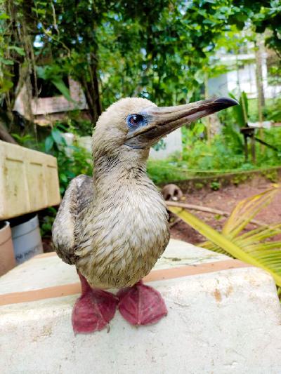 Red footed Booby