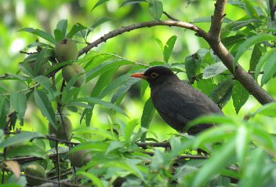 Indian Blackbird