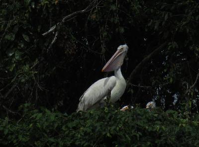 Spot billed Pelican