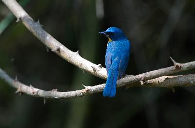 Tickell's Blue Flycatcher