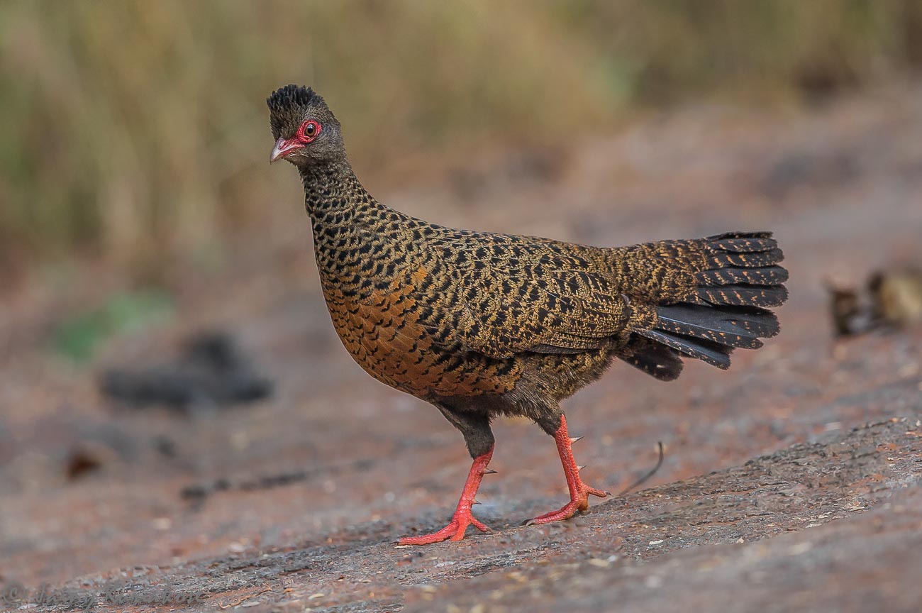 Male vs. female guinea fowl sounds