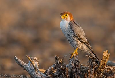 Red necked Falcon