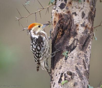 Yellow crowned Woodpecker
