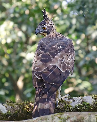 Legge's Hawk Eagle