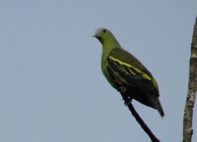 Grey fronted Green Pigeon