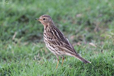 Red throated Pipit