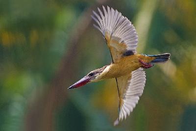 Stork billed Kingfisher