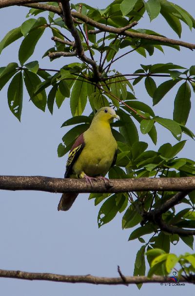 Grey fronted Green Pigeon