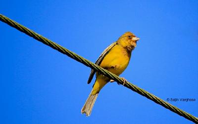 Red headed Bunting