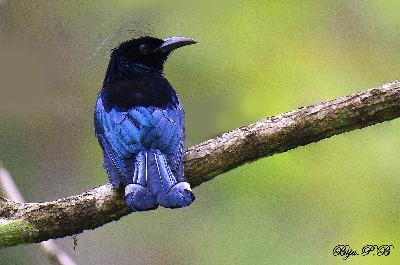 Hair crested Drongo