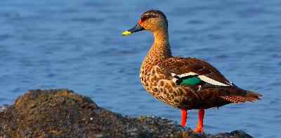 Indian Spot billed Duck