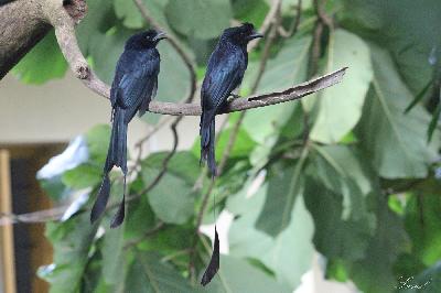 Greater Racket tailed Drongo