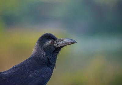 Large billed Crow