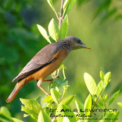 Chestnut tailed Starling