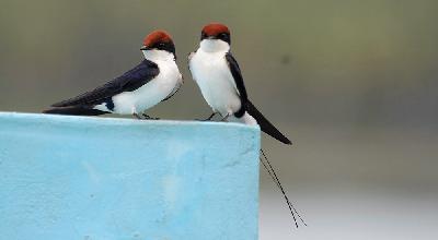 Wire tailed Swallow