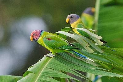 Plum headed Parakeet
