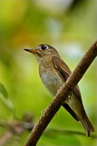 Brown breasted Flycatcher