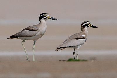 Great Thick knee
