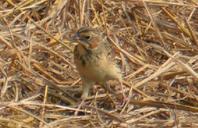 Chestnut eared Bunting