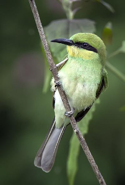 Green Bee eater