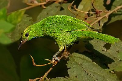 Golden fronted Leafbird