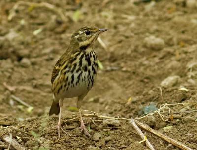 Olive backed Pipit