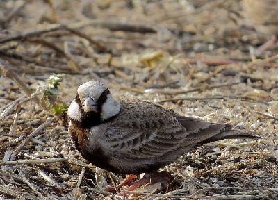 Ashy crowned Sparrow Lark