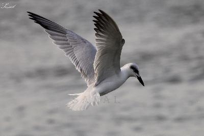 Gull billed Tern