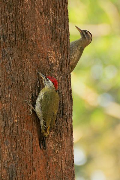 Streak throated Woodpecker