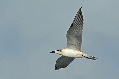 Gull billed Tern