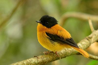 Black and orange Flycatcher