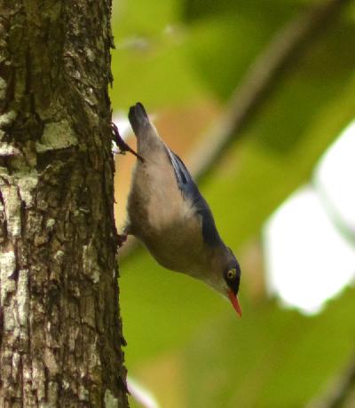 Velvet fronted Nuthatch