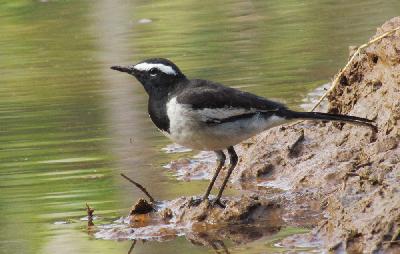 White browed Wagtail
