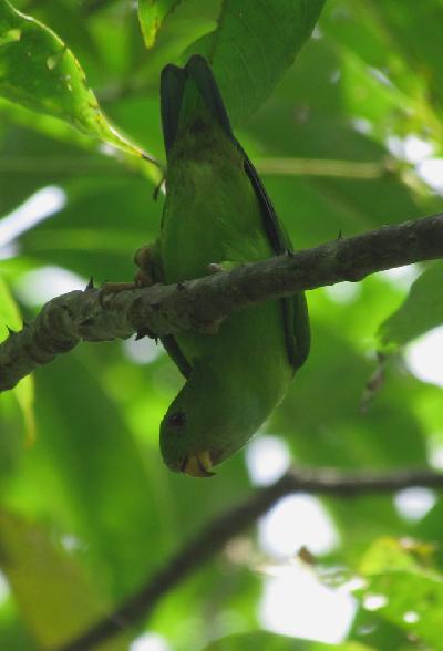 Vernal Hanging Parrot